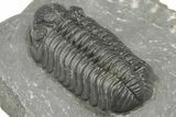 Phacopid (Adrisiops) Trilobite - Jbel Oudriss, Morocco #222396-4